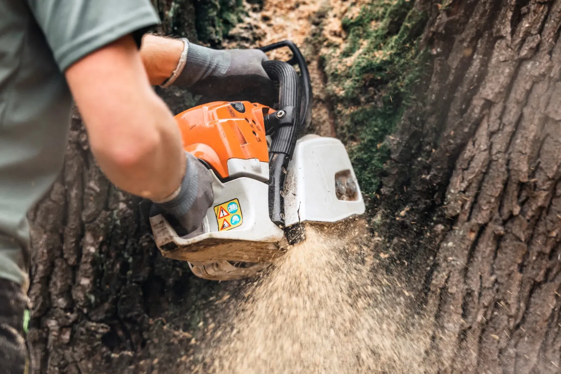 Tree Service Cedar Park: Your Ultimate Guide to Tree Care