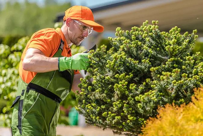 Comprehensive Tree Service in Idaho Falls